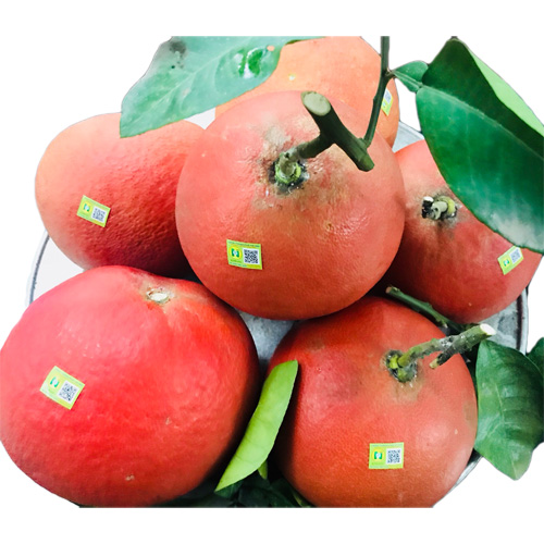 Bưởi đỏ Đông Cao